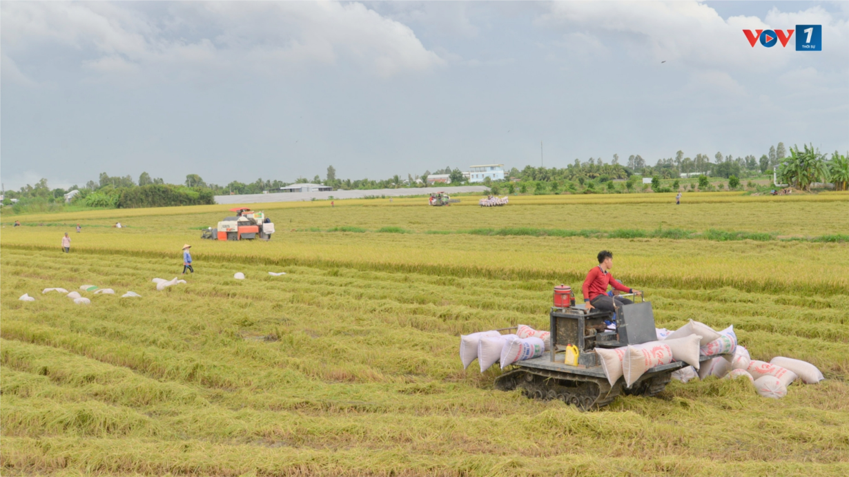 Vì sao nông sản vùng ĐBSCL phải phụ thuộc vào TP.HCM để xuất khẩu (18/08/2024)